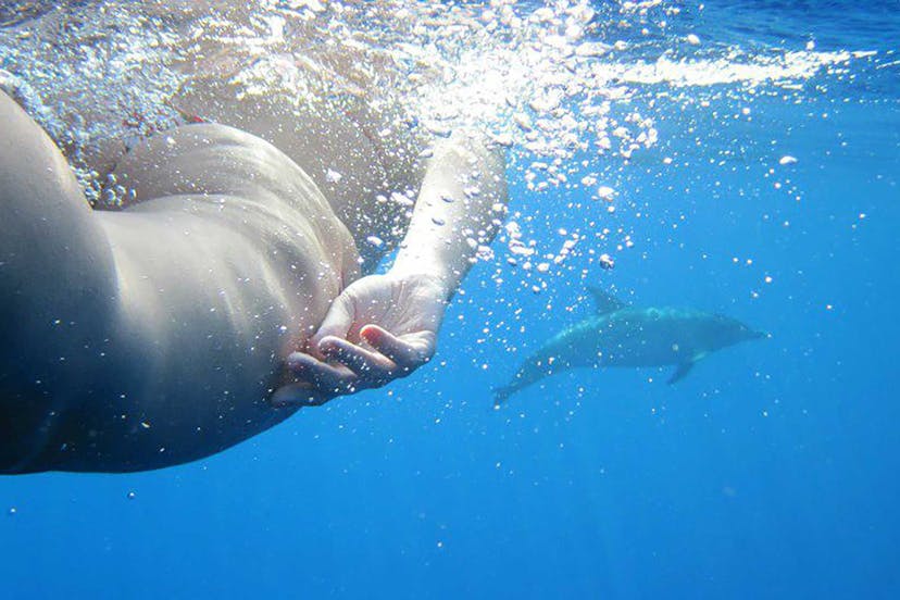 Swimming with Dolphins - Rota dos Cetáceos