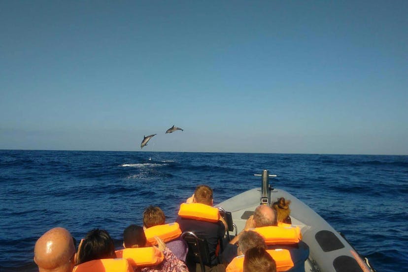 Whale & Dolphin Watching - Rota dos Cetáceos