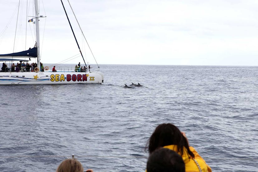 Dolphins & Whale Watching - SeaBorn Catamaran