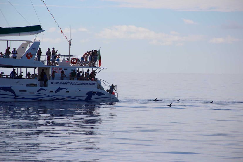 Dolphin & Whale Watching - VMT Catamaran